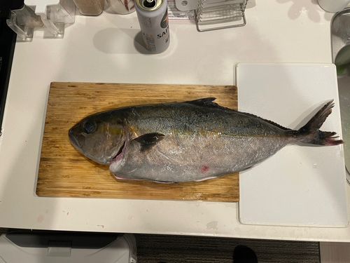 カンパチの釣果