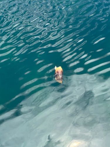 アラカブの釣果