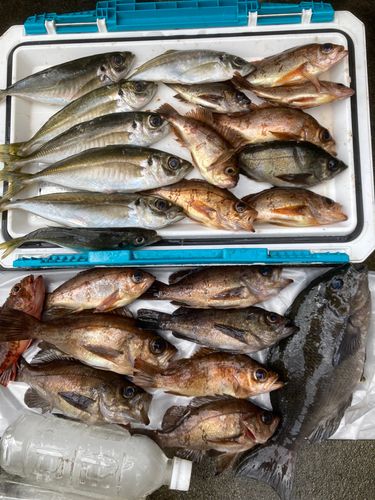 メバルの釣果