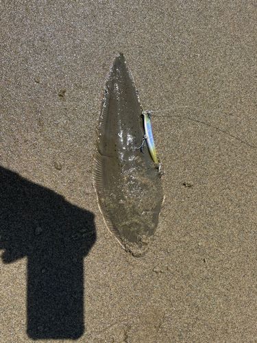 シタビラメの釣果