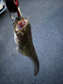 ナマズの釣果