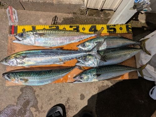サバの釣果