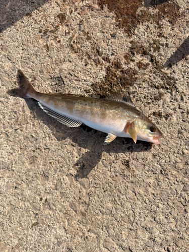 ホッケの釣果