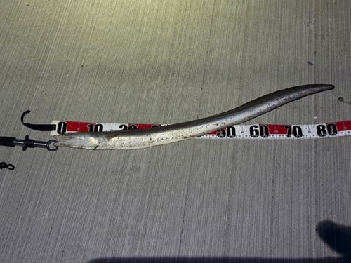 ハモの釣果