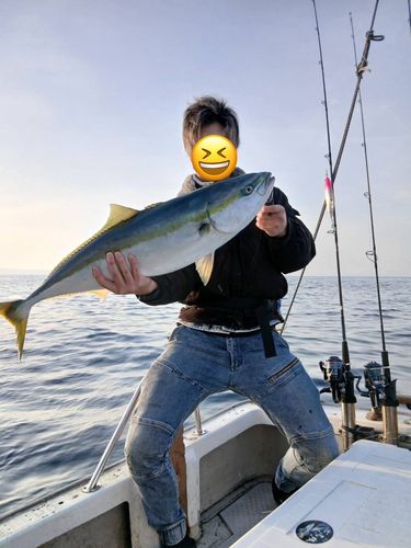 ブリの釣果