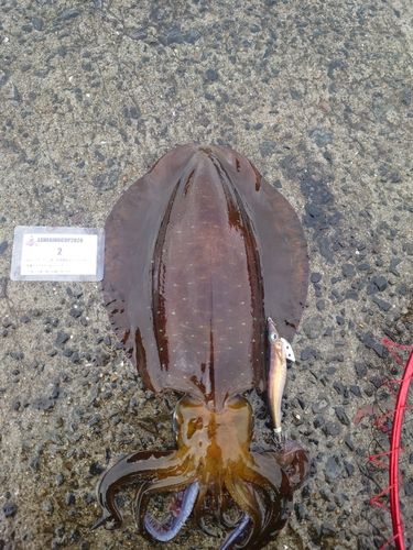 アオリイカの釣果