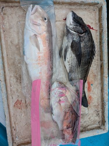 シロアマダイの釣果