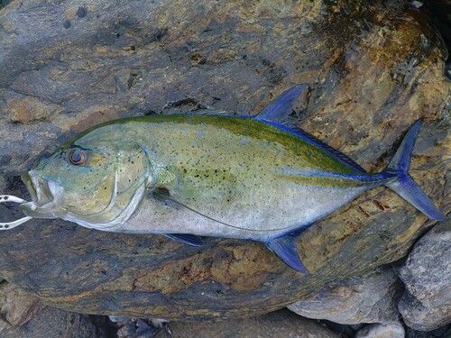 カスミアジの釣果