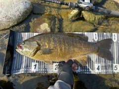 スモールマウスバスの釣果