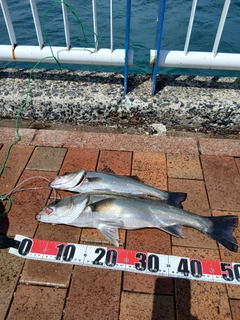 セイゴ（マルスズキ）の釣果