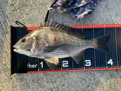 チヌの釣果