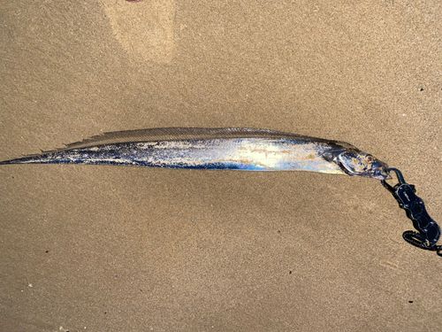 タチウオの釣果
