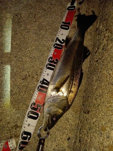 マダカ（マルスズキ）の釣果