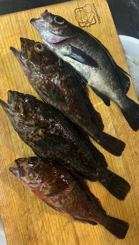 カサゴの釣果
