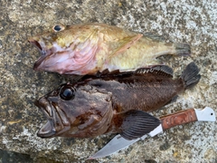 ムラソイの釣果