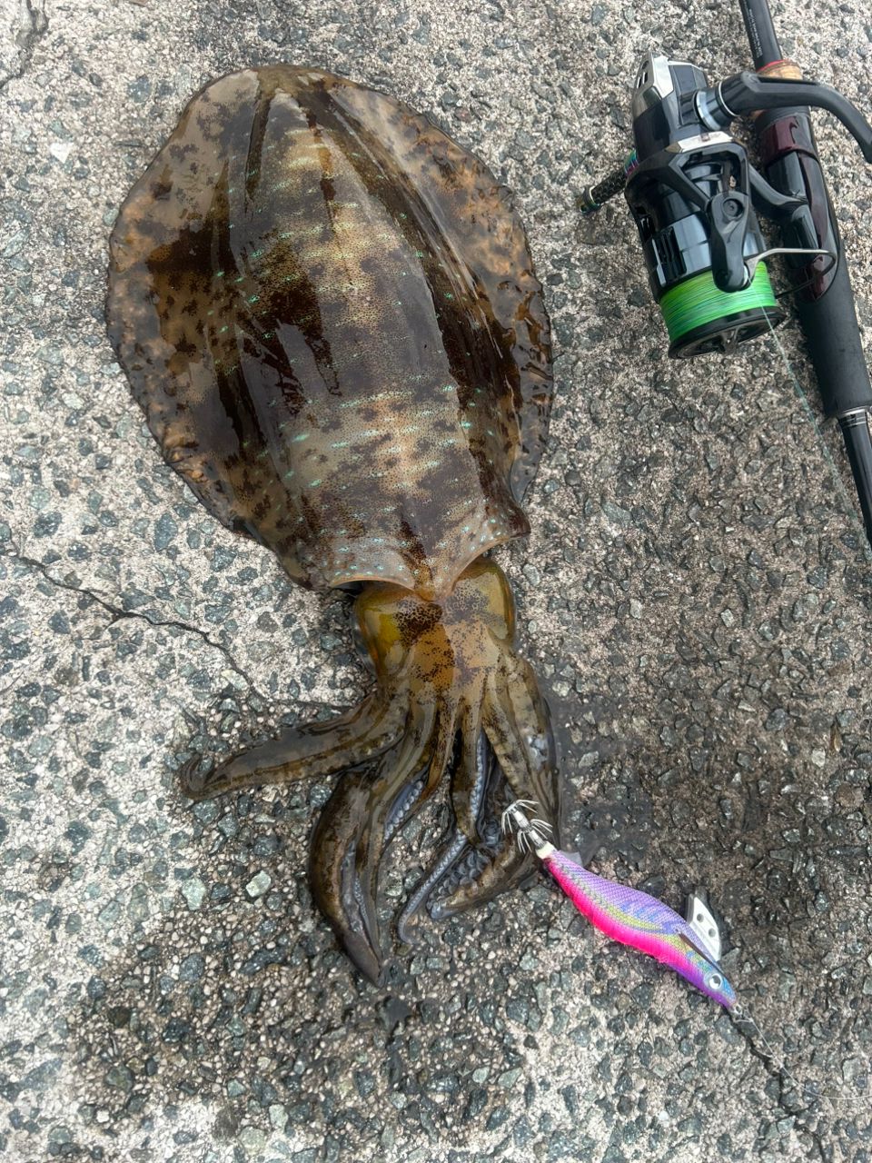 SHIMANO 17セフィア CI4+ S803MLの最安値・インプレ・釣果 | 本音の