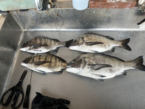 チヌの釣果