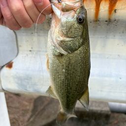 ブラックバスの釣果写真