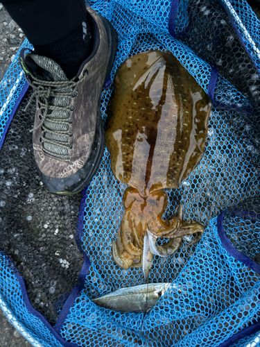 モイカの釣果