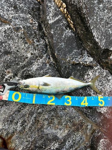 イナダの釣果