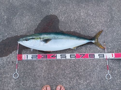 ブリの釣果
