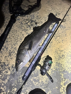 セイゴ（ヒラスズキ）の釣果