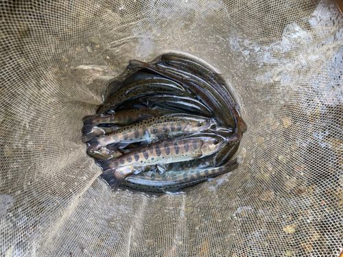 ヤマメの釣果