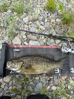 スモールマウスバスの釣果