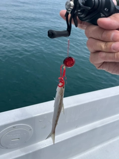 エソの釣果