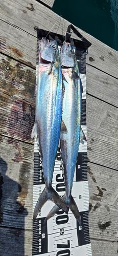 サゴシの釣果