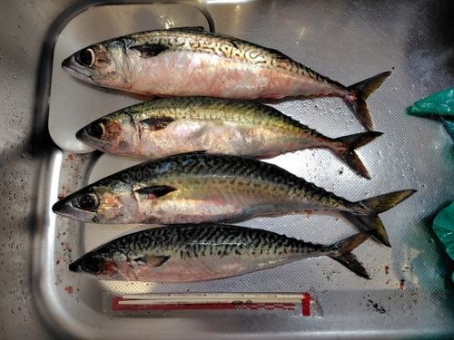 マサバの釣果