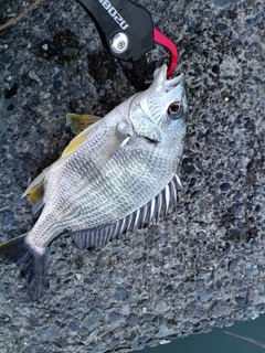 キビレの釣果