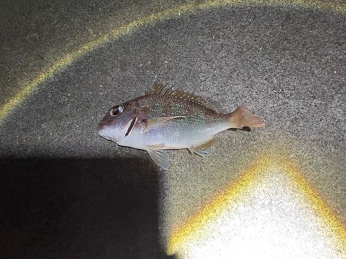 チャリコの釣果