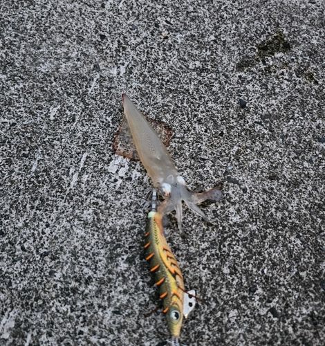 ヒイカの釣果