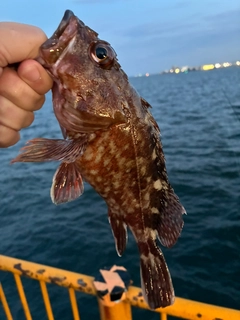 カサゴの釣果