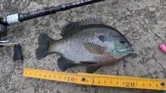 ブルーギルの釣果