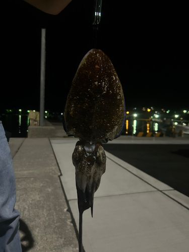 コウイカの釣果