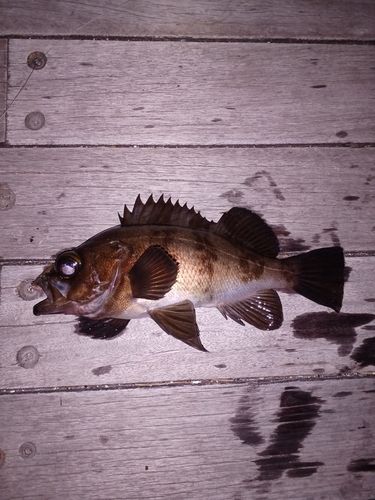 メバルの釣果
