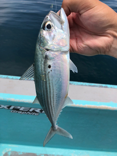 グルクマの釣果