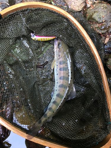 ヤマメの釣果