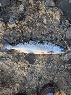 サクラマスの釣果