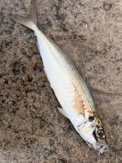 マルアジの釣果