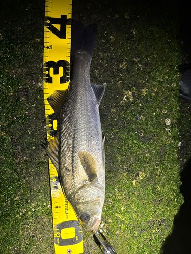 シーバスの釣果