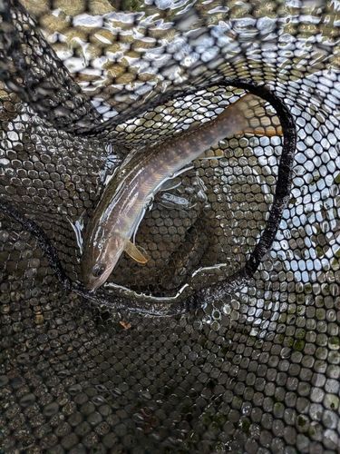 ニッコウイワナの釣果
