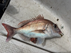 タイの釣果
