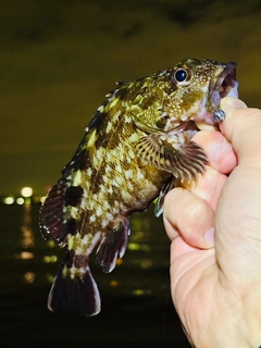 ガシラの釣果