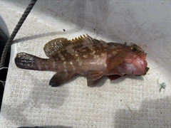 アコウの釣果