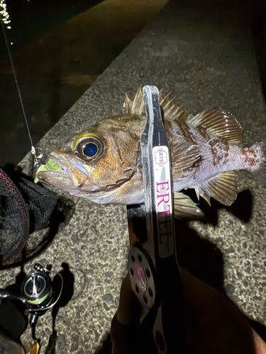 メバルの釣果