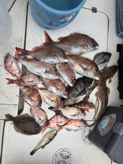 タイの釣果