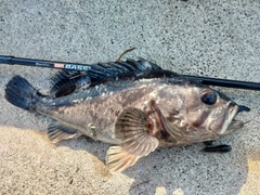 クロソイの釣果